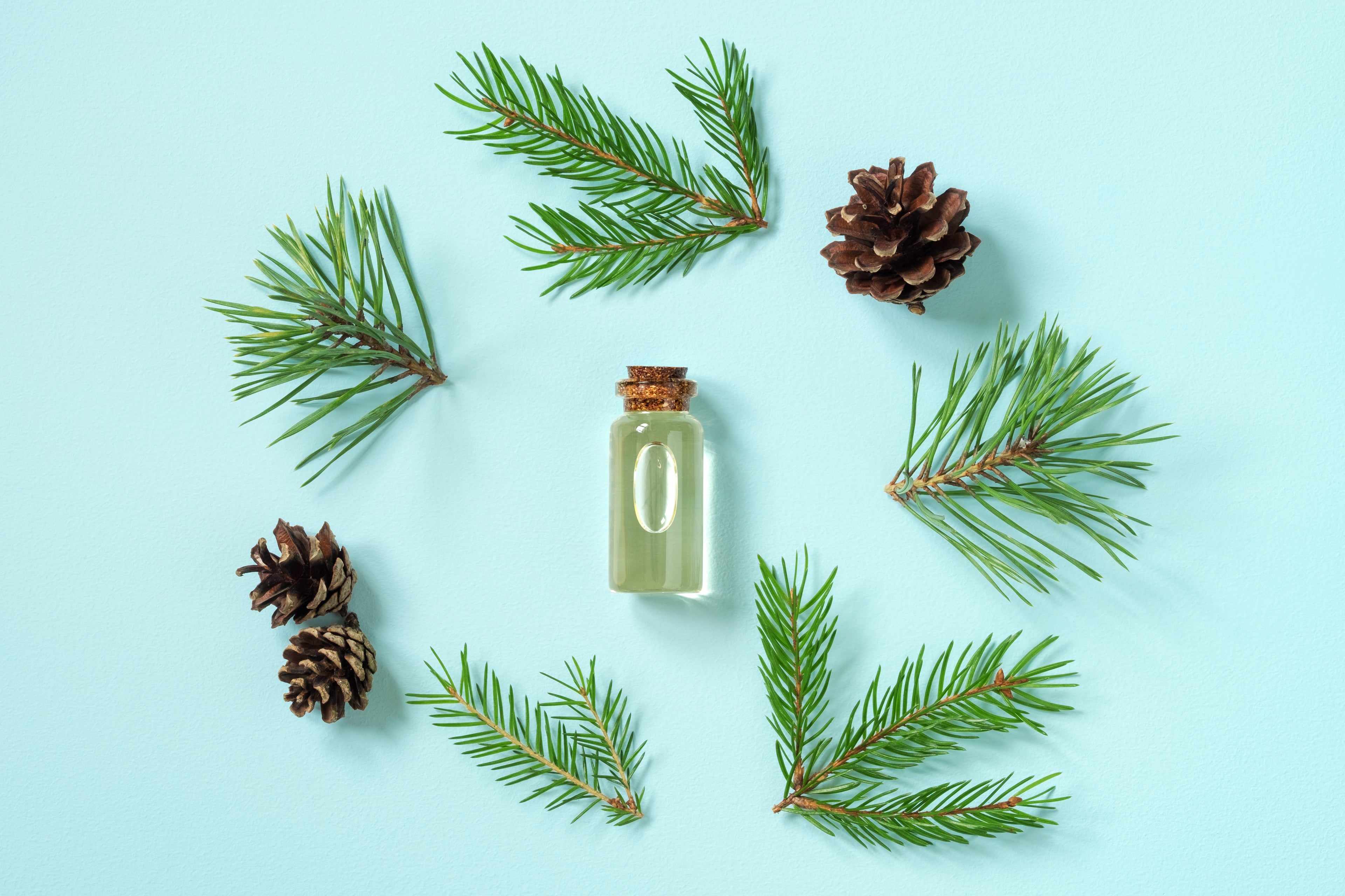 Aromatherapie: Wie Duftstoffe wirken - Fichte