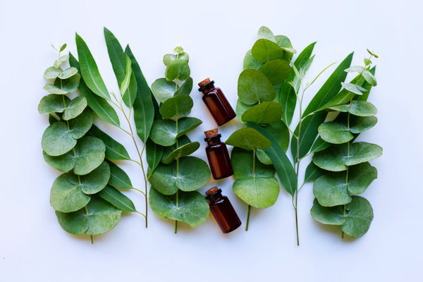 Aromatherapie: Wie Duftstoffe wirken - Eukalyptus